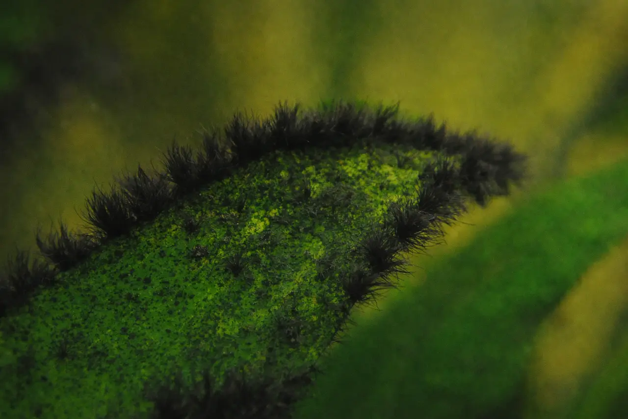 Black brush algae on plant leaves and roots