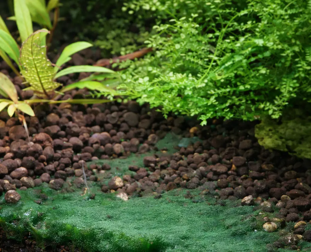 Blågrønalger (cyanobakterier) — mørkegrøn slimet måtte på bundlaget