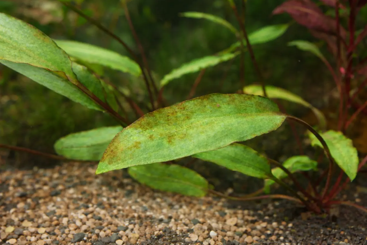 Brown diatom film on aquarium glass