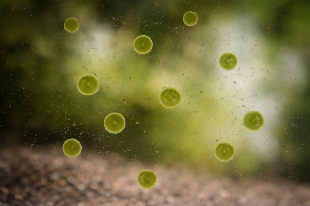 Green spot algae on a plant leaf
