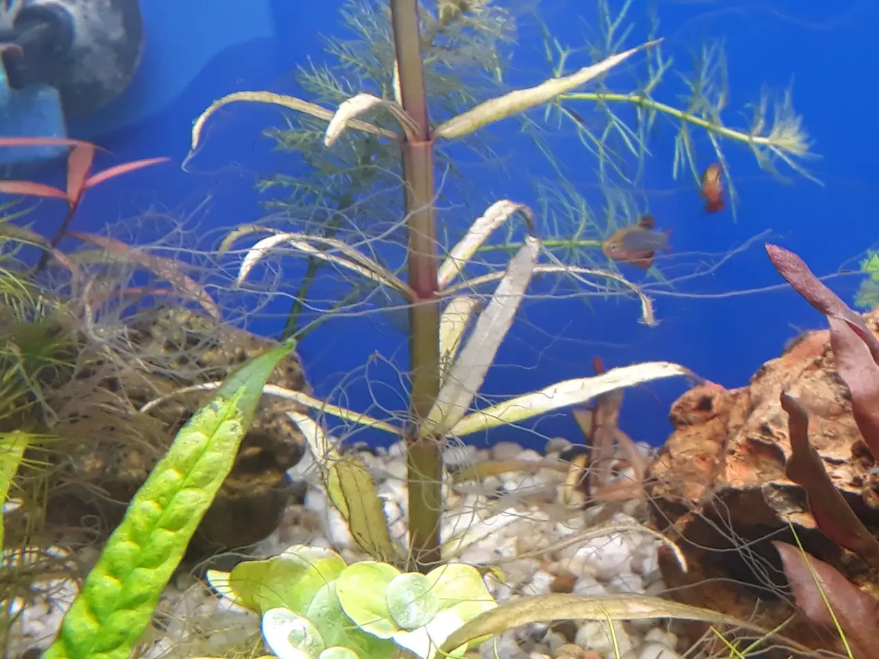 Staghorn algae resembling deer antlers