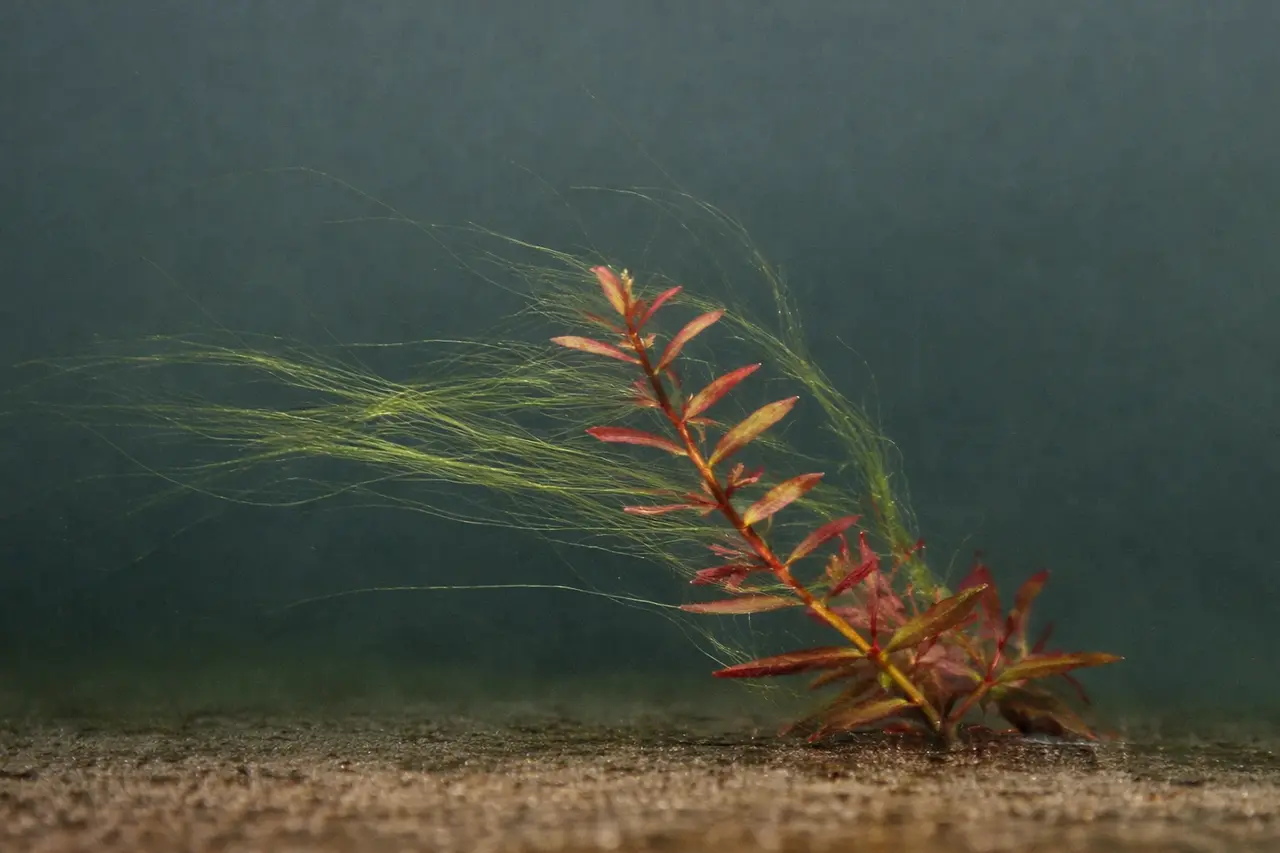 Alge filiforme / hair într-un acvariu